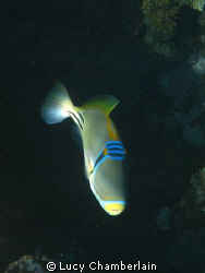 Picasso Triggerfish by Lucy Chamberlain 